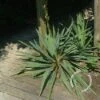 Palmlelie (Yucca Flaccida) -Directplant Winkel 20100218111728 1
