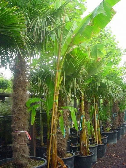 Bananenboom (Musa Basjoo) 3 Bananenboom (Musa Basjoo)