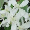 Bosrank, Groenblijvend (Clematis Armandii 'Snowdrift') 2 Bosrank, Groenblijvend (Clematis Armandii 'Snowdrift') -Directplant Winkel 20100218143418 3 1