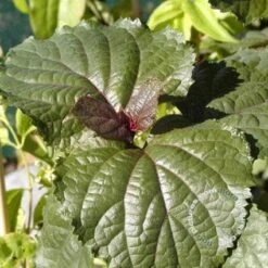 Pindakaasboom (Clerodendrum Bungei) -Directplant Winkel 20100224142854 2