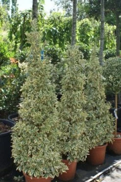 Kardinaalshoed Als Pyramide (Euonymus Japonicus 'Bravo') -Directplant Winkel 20100712164204 3 1