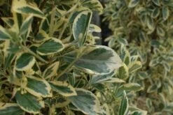 Kardinaalshoed Als Pyramide (Euonymus Japonicus 'Bravo') -Directplant Winkel 20100712164218 3 2