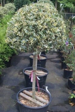 Hulst Op Stam (Ilex 'Argentea Marginata') -Directplant Winkel 20100712171848 1