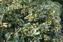 Hulst Op Stam (Ilex 'Argentea Marginata') -Directplant Winkel 20100712171917 1 1