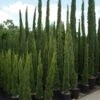 Italiaanse Cipres (Cupressus Sempervirens 'Totem') -Directplant Winkel 20100712173208 10