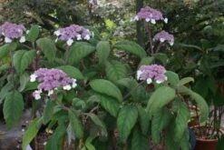 Fluweelhortensia (Hydrangea Aspera 'Macrophylla') -Directplant Winkel 20100712173558 6
