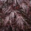 Japanse Esdoorn (Acer Palmatum 'Tamuke Yama') -Directplant Winkel 20100715165130 5 1