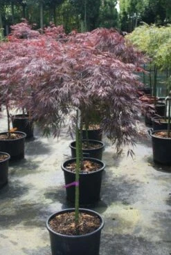 Japanse Esdoorn Op Stam (Acer Palmatum 'Tamuke Yama') -Directplant Winkel 20100715165821 2