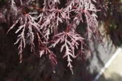 Japanse Esdoorn (Acer Palmatum 'Inabe-shidare') -Directplant Winkel 20100719111129 6