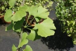 Japanse Notenboom Als Struik (Ginkgo Biloba) -Directplant Winkel 20100719114510 10 1