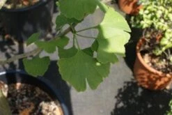 Japanse Notenboom, Meerstammig (Ginkgo Biloba) -Directplant Winkel 20100719115514 4