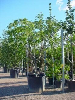 Perzische Slaapboom Als Struik (Albizia Julibrissin 'Ombrella') -Directplant Winkel 20100720150339 4