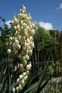 Palmlelie (Yucca Gloriosa) -Directplant Winkel 20100720151849 8 1