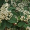 Dwergmispel (Cotoneaster Lacteus) -Directplant Winkel 20100720152801 3 1