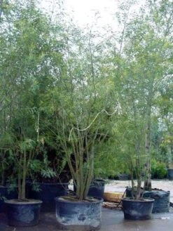 Mimosa (Acacia Dealbata) -Directplant Winkel 20100906111139 7