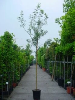 Mimosa Als Boom (Acacia Dealbata) -Directplant Winkel 20100906111726 7 1