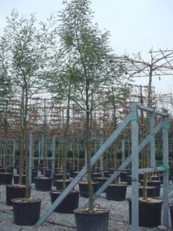 Mimosa Als Boom (Acacia Dealbata) -Directplant Winkel 20100906111736 6