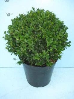 Buxusbol (Buxus Sempervirens, Bolvorm) -Directplant Winkel 20101207115632 20 1