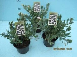 Zilverwinde (Convolvulus Cneorum ) -Directplant Winkel 20101207115958 2 1