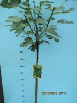 Vijg Op Stam (Ficus Carica) -Directplant Winkel 20101207122956 8 1