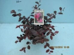 Loropetalum (Loropetalum 'Fire Dance') -Directplant Winkel 20101207125111 3