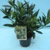 Skimmia (Skimmia Confusa 'Kew Green') -Directplant Winkel 20101207130641 3
