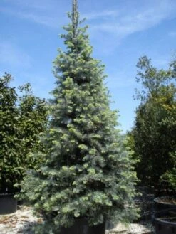 Colorado Zilverspar (Abies Concolor) -Directplant Winkel 20101207140546 7