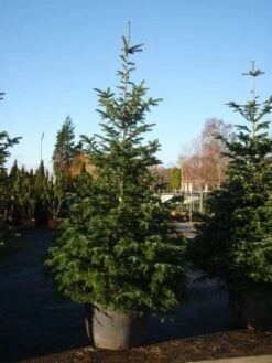 Nordmann-spar (Abies Nordmanniana) -Directplant Winkel 20101207141610 21