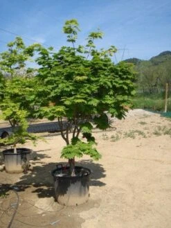 Japanse Esdoorn (Acer Japonicum 'Vitifolium') 10 Japanse Esdoorn (Acer Japonicum 'Vitifolium') -Directplant Winkel 20101207145423 7 1