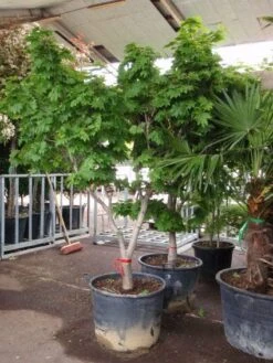 Japanse Esdoorn (Acer Japonicum 'Vitifolium') -Directplant Winkel 20101207145443 7