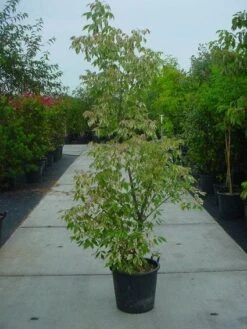 Vederesdoorn (Acer Negundo 'Flamingo') -Directplant Winkel 20101207151752 6