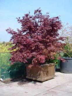 Japanse Esdoorn (Acer Palmatum 'Fireglow') -Directplant Winkel 20101207153422 11 1