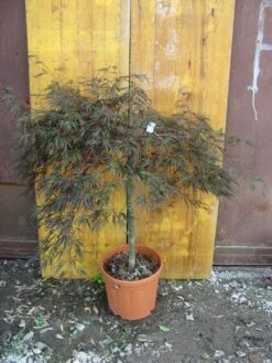 Japanse Esdoorn (Acer Palmatum 'Ornatum') -Directplant Winkel 20101207164407 11