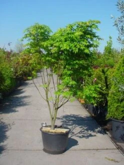 Japanse Esdoorn (Acer Palmatum 'Osakazuki') 17 Japanse Esdoorn (Acer Palmatum 'Osakazuki') -Directplant Winkel 20101207164946 9 1