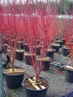 Japanse Esdoorn (Acer Palmatum 'Sangokaku') -Directplant Winkel 20101207165353 9 1