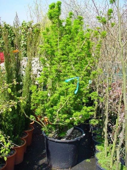 Japanse Esdoorn (Acer Palmatum 'Shishigashira') 3 Japanse Esdoorn (Acer Palmatum 'Shishigashira')