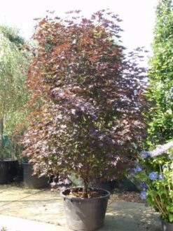 Rode Esdoorn Beveerd (Acer Platanoides 'Crimson Sentry') -Directplant Winkel 20101207172754 5