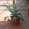 Agave (Agave Americana) -Directplant Winkel 20101209105517 3
