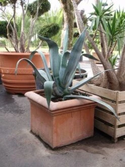 Agave (Agave Americana) -Directplant Winkel 20101209105530 3