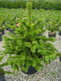 Apeboom (Araucaria Araucana) -Directplant Winkel 20101209111447 17