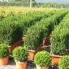 Buxus Meeneemhaag (Buxus Microphylla 'Faulkner') -Directplant Winkel 20101209132813 1
