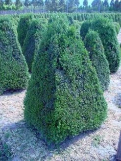 Buxus Als Pyramide (Buxus Sempervirens) -Directplant Winkel 20101209133624 8 1