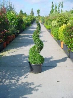 Buxus Als Spiraal (Buxus Sempervirens) -Directplant Winkel 20101209134851 2