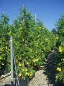 Bonte Libocedrus (Calocedrus Decurrens 'Aureovariegata') -Directplant Winkel 20101209142007 5