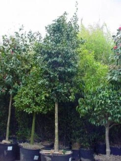 Camelia Als Boom (Camellia Japonica) -Directplant Winkel 20101209152842 4