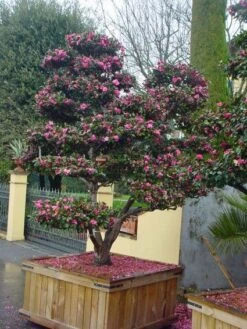Camelia Als Bonsai (Camellia Sasanqua) -Directplant Winkel 20101209155313 2 1
