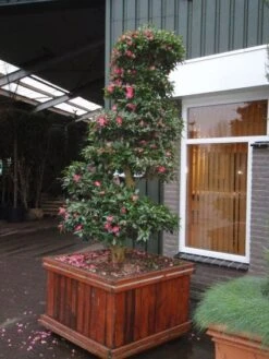 Camelia Als Bonsai (Camellia Sasanqua) -Directplant Winkel 20101209155325 2