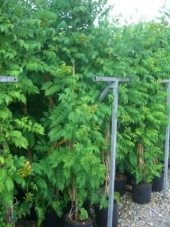 Trompetbloem (Campsis Tagliabuana 'Mme Galen') 16 Trompetbloem (Campsis Tagliabuana 'Mme Galen') -Directplant Winkel 20101209155845 9 1