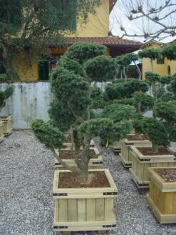 Libanonceder Als Bonsai (Cedrus Libani) -Directplant Winkel 20101210105909 6