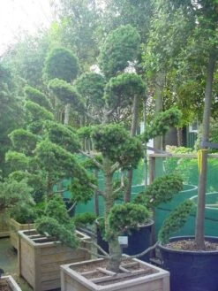 Libanonceder Als Bonsai (Cedrus Libani) -Directplant Winkel 20101210105922 6